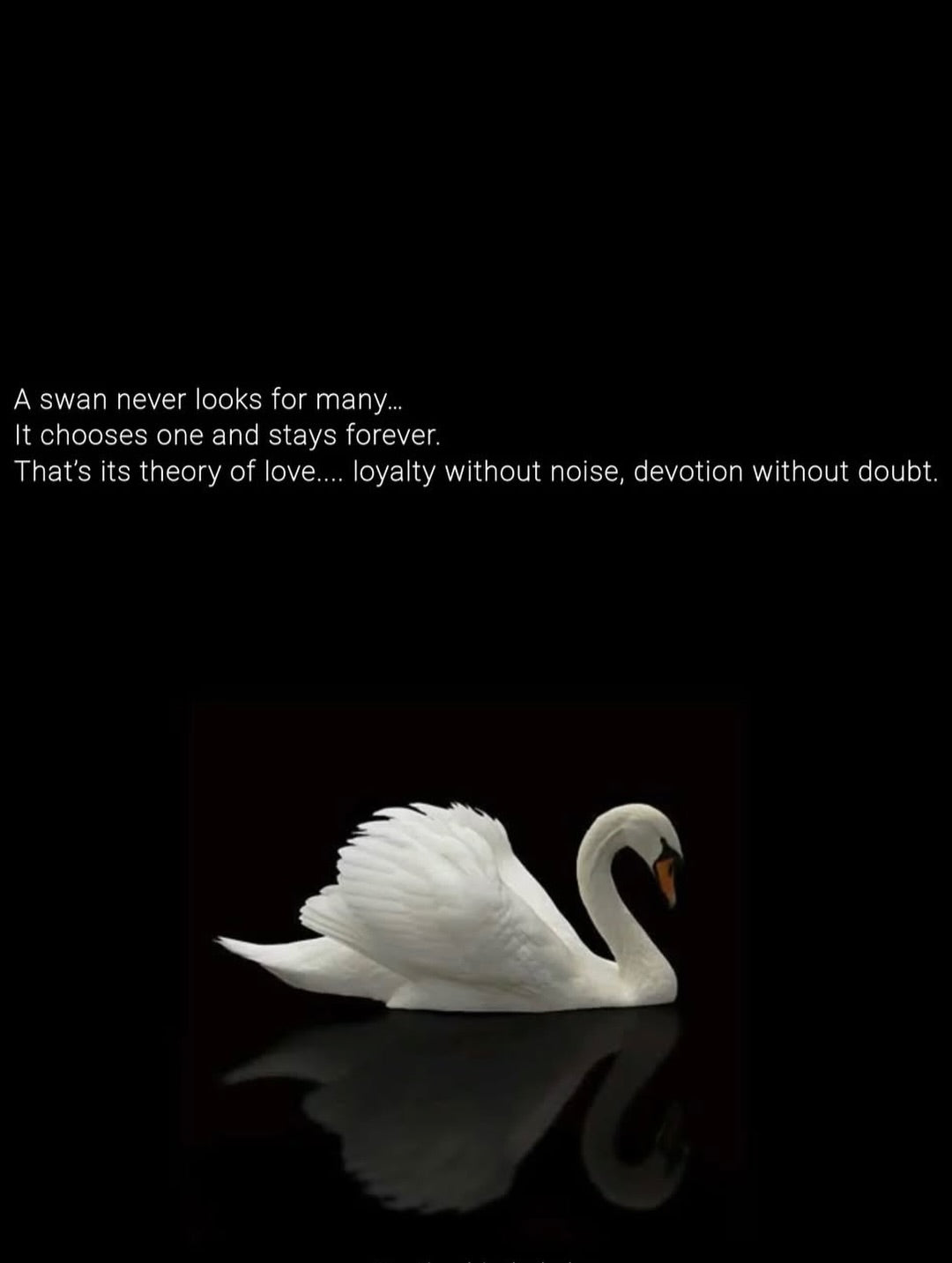 Swan Pendant Stainless Steel Necklace